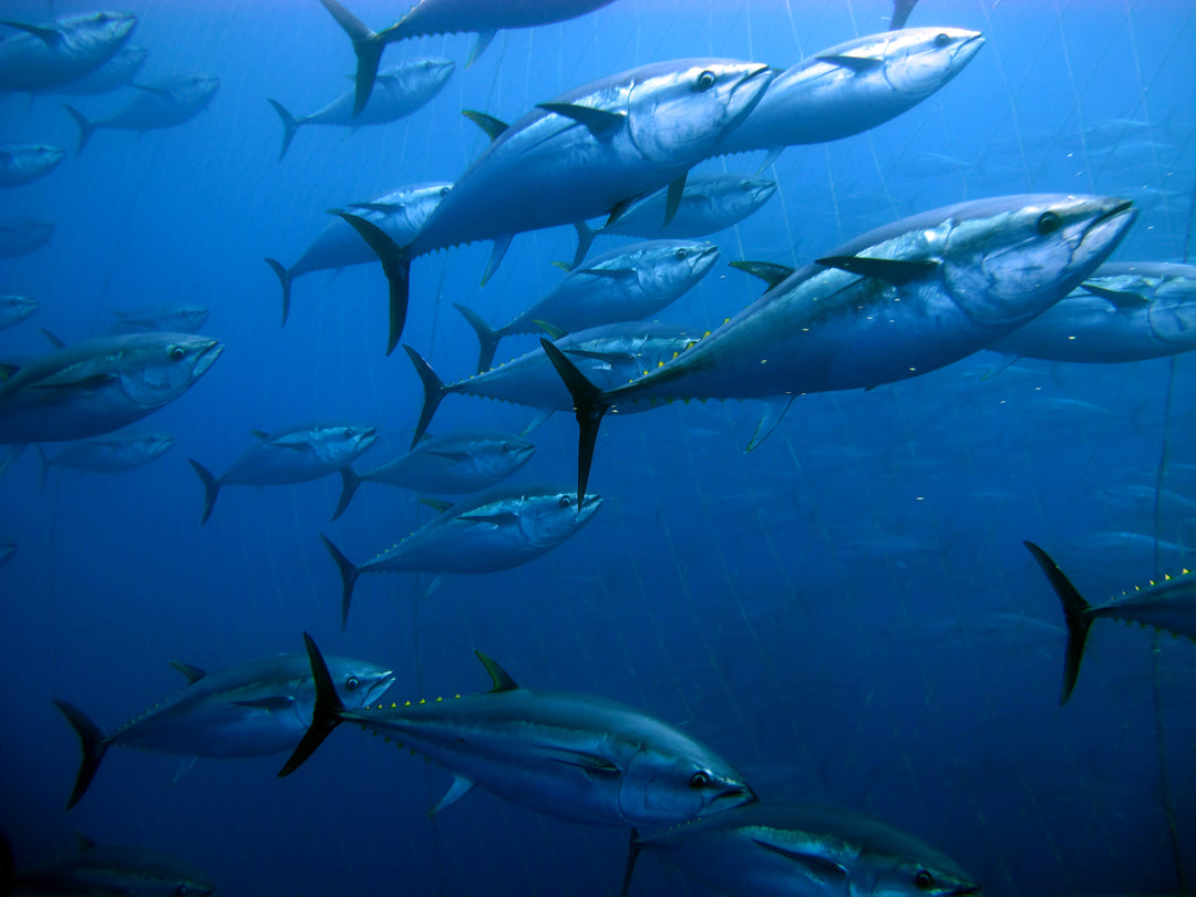 Reeling in the Flavors of Hawaii: A Guide to Ahi Fishing and Culture