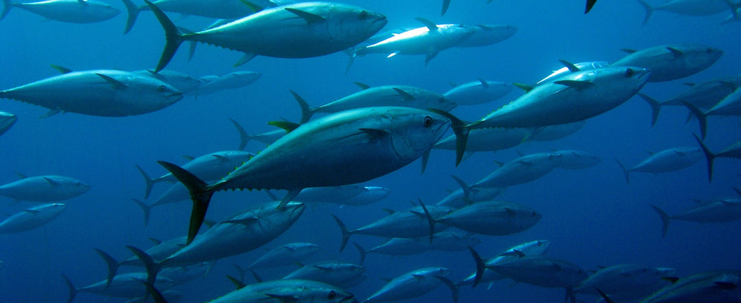 The History and Benefits of Longline Fishing in Hawaii