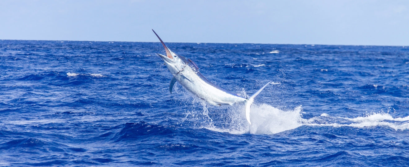 The Rich History of Marlin Fishing in Kailua Kona: A Hawaiian Legacy